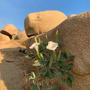 Datura, wild flowers native to the area, manage to find water to bloom adding life to the statuesque scenery.