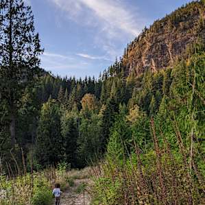 Huckleberry Hill Lowland Forest