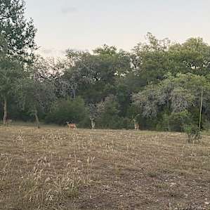 Very poor photo of some of the deer that came around