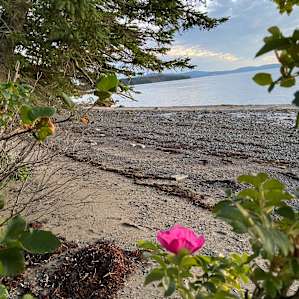 Quiet Acadia Woods Near Ocean
