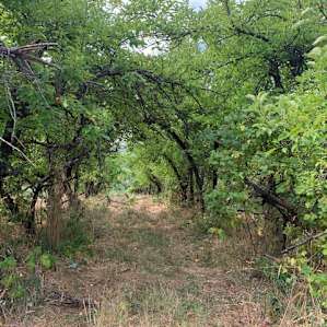 The over grown orchard, but the apples are tasty!