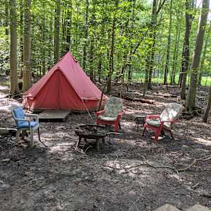 The Wonder of the Woods