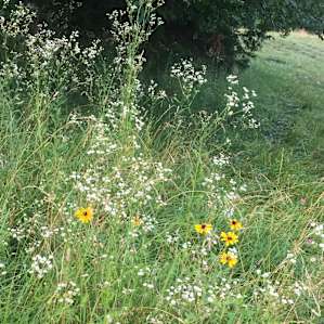 Selby Farm tent sites
