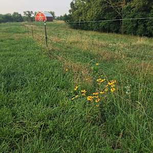 Selby Farm tent sites