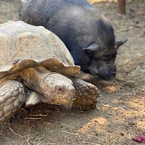 Rex and Trudy! Best friends! Rex followed Trudy everywhere =)
