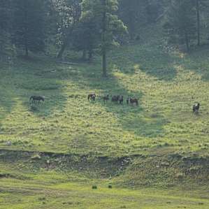Wild Horses