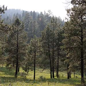 Trees