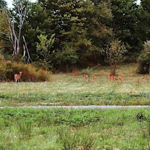 The deer family.