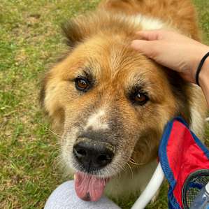 The most welcoming doggo