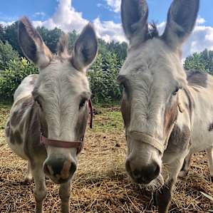 The sweetest donkeys ever