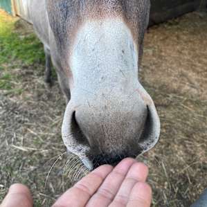 Hello Daisy