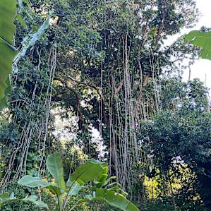 A beautiful banyan