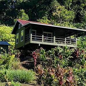 Hawaiian jungle escape