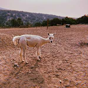 Alpaca Rescue Farm- Tent Camping