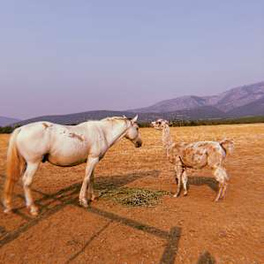 Horse and llama! Best friends!