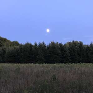 Chappel Hill Tree Farm
