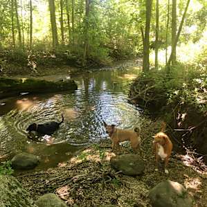 Creek (technically the neighbor’s side of the property). I didn’t trespass but those 3 did. The creek is smaller and shallow on the host’s side of the road.