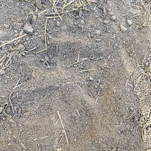 On one of our walks, we found a bear paw print! So amazing!