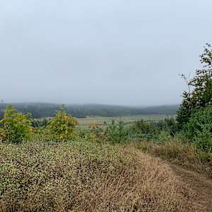 Morning views, post-rain