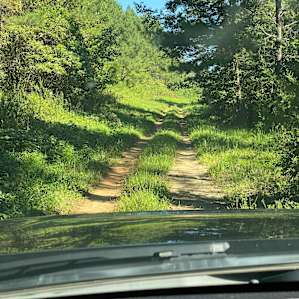 Sycamore Grove