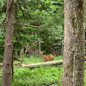 Oh Deer!!