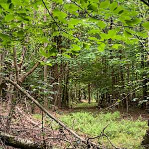 One of the many trails