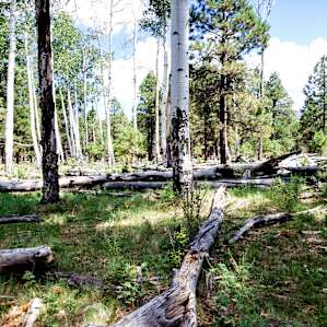 A few yards from the Yurt. I think it's something like 47km of trails. Gorgeous.