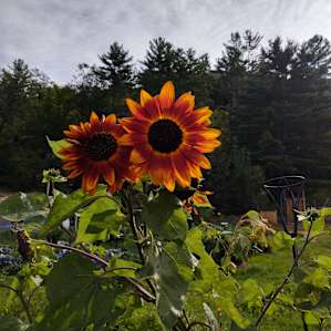 Tenting on Organic Working Farm