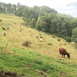 Cows along the path/ridge