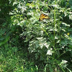 Riverside Primitive Tent Sites