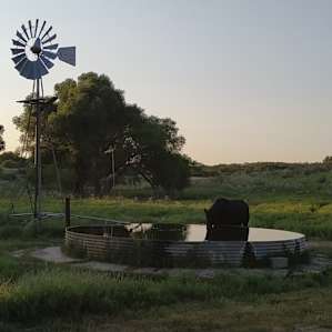One of the cows came by for a drink and to say hello. The windmill is a nice rustic touch.