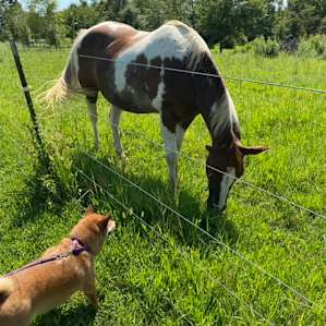 Shiba puzzled by friendly steed