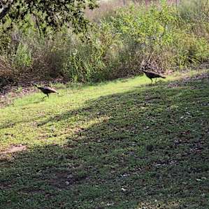 Wild turkeys