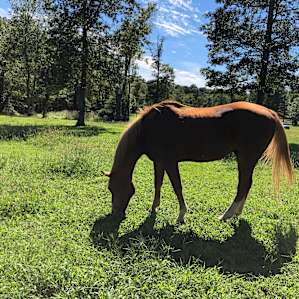 Tent Camping with Horses