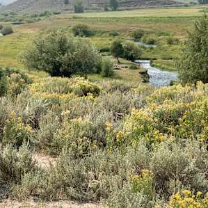 Private Meadow Fish & Camp on Creek