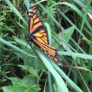 Monarch butterfly
