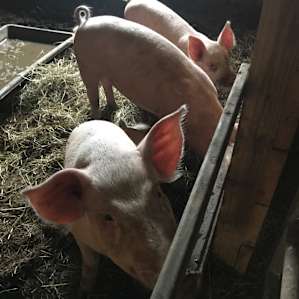 Pigs on farm