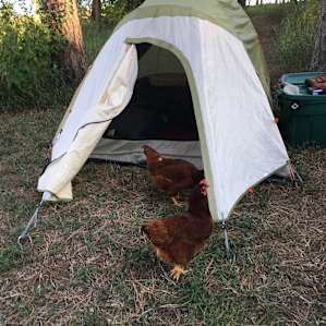 The chickens were delightful!