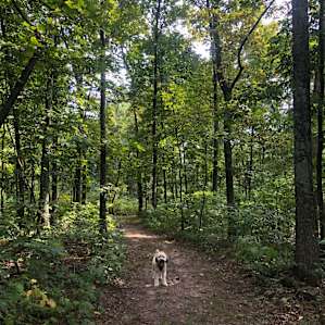 Beautiful and lush trails that our pooch loved exploring!