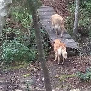 Our dogs enjoyed roaming free. We were not too sure how it would work out, but they stayed close by most of the time. I know they took off on some early morning adventures while we slept.
