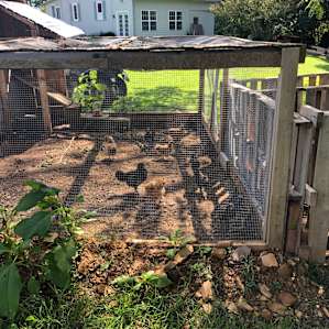 Chickens!