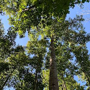 The site had plenty of shade for those warmer days