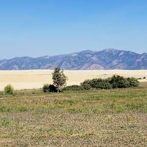 Wheat and Mountain views