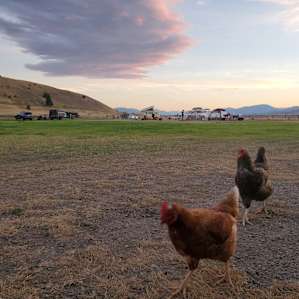 Camp Chicory in Paradise Valley
