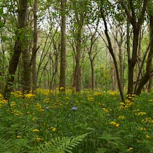A field of wildflowers in the swamp
