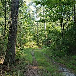 Tent Camping in a Pine Forest