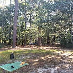 Tent Camping in a Pine Forest