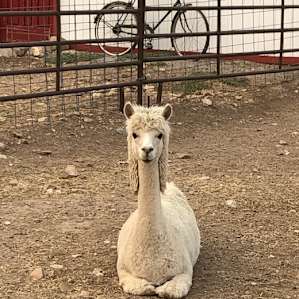 Alpaca Rescue Farm- Tent Camping