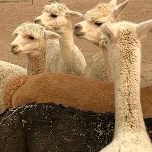 Alpaca Rescue Farm- Tent Camping