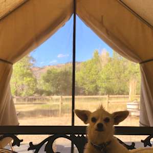 My little pup loved the views